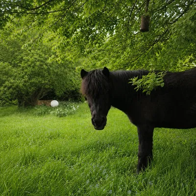 Schwarzes Pferd auf sattgrüner Weide unter einem Baum